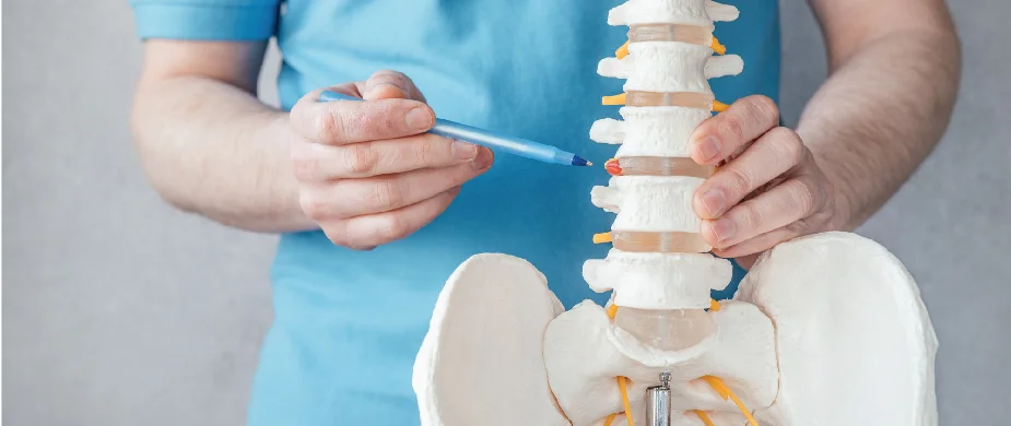 Healthcare professional explaining the human spine structure using an anatomical spine model.