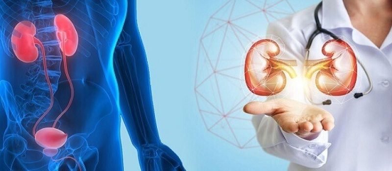 Medical illustration of the human kidneys and urinary system alongside a doctor holding a digital kidney model.