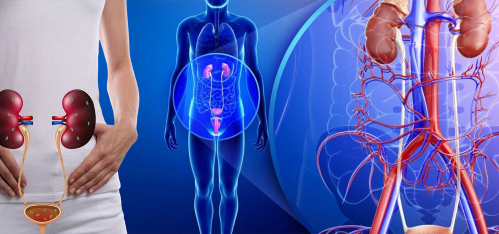 Medical illustration showing the human kidneys, urinary tract, and vascular system related to nephrology and urology care.