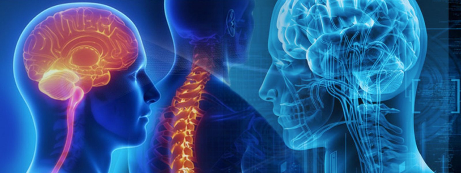 Digital medical illustration showing the human brain, spinal cord, and nervous system anatomy.