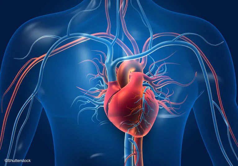 Medical illustration of the human heart and blood vessels within the chest showing the cardiovascular system.