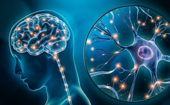 Medical illustration of the human brain and neurons showing neural connections and nervous system activity.