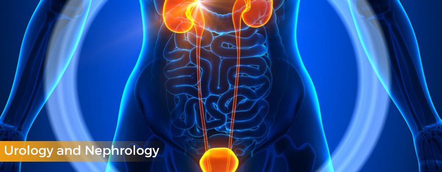 Medical illustration of the urinary system highlighting the kidneys, ureters, and bladder for urology and nephrology care.